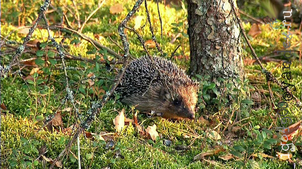 Из Серии __В заповедных Лесах __ A keepsake photo ((.... фото на память )) - Игорь Пляскин