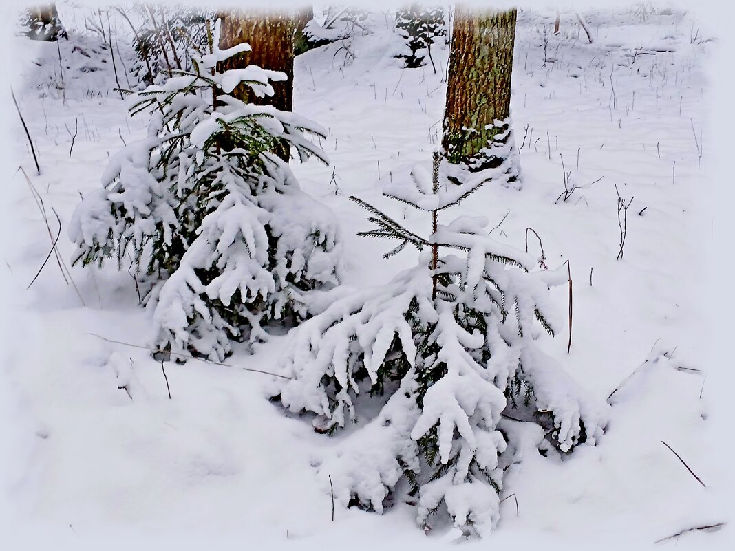 Ёлочки в снегу. - Лия ☼