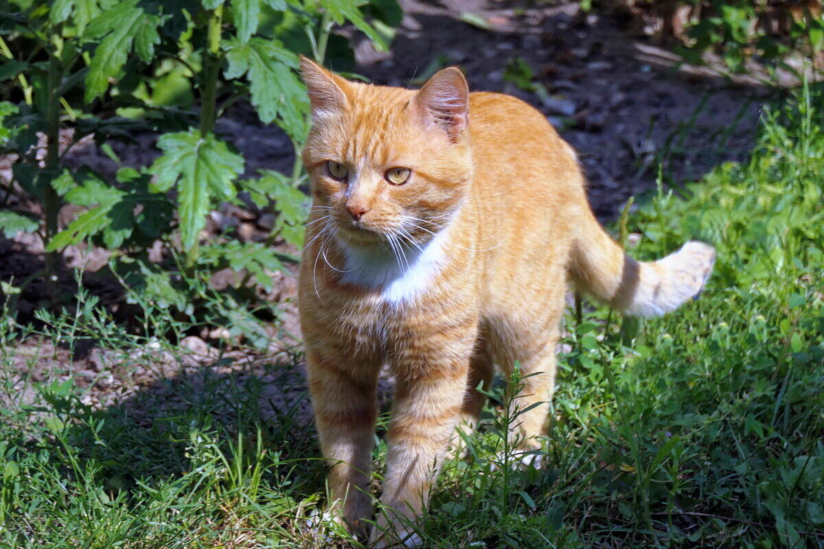 Его зовут "Иди сюда" - Валерий Судачок Его зовут "Иди сюда" - Валерий Судачок