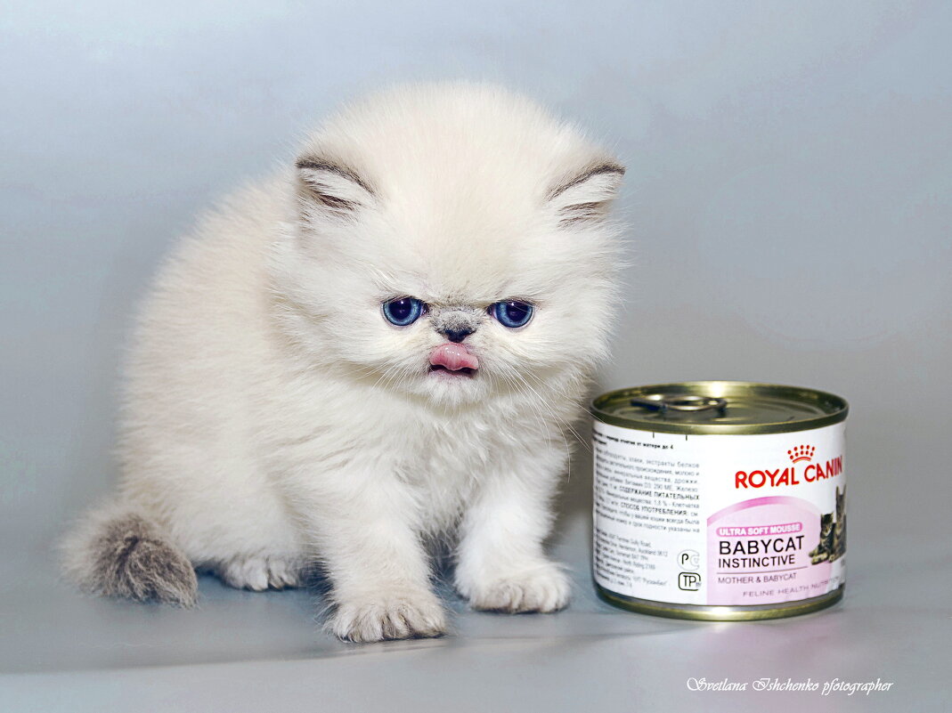 ... - Светлана Ищенко