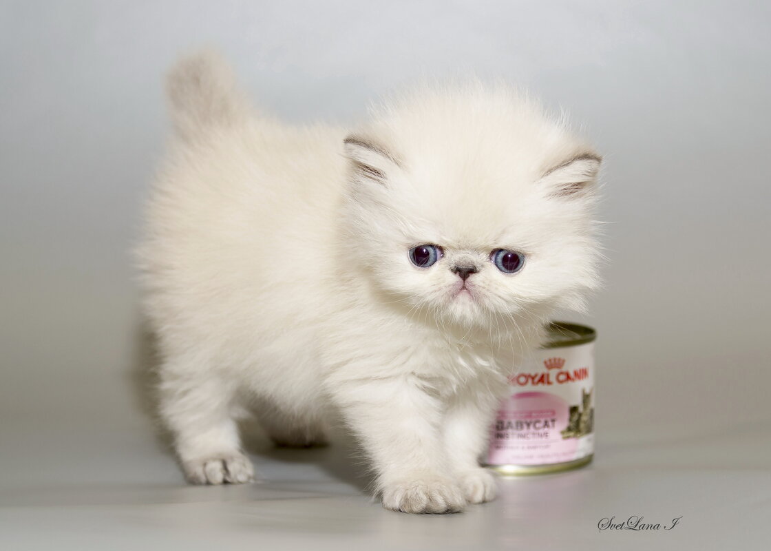 ... - Светлана Ищенко