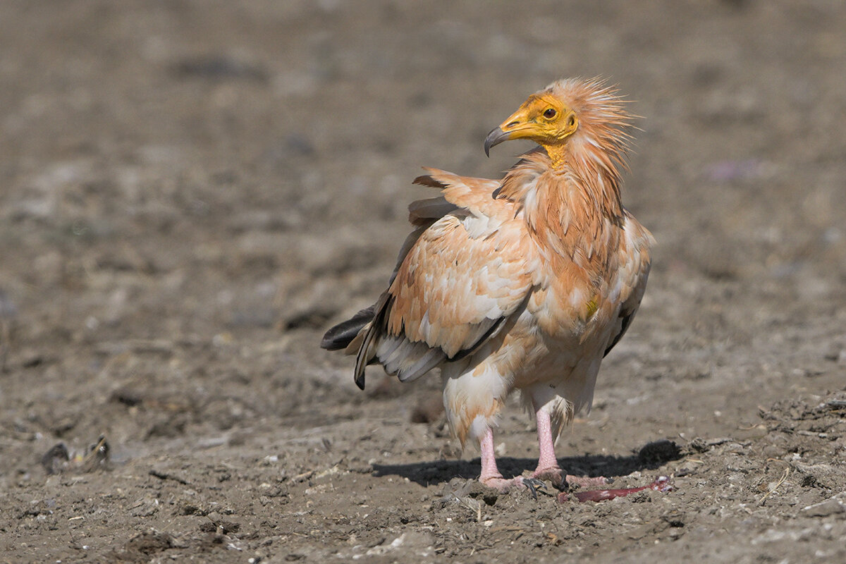 Стервятник - Maxim Lanin
