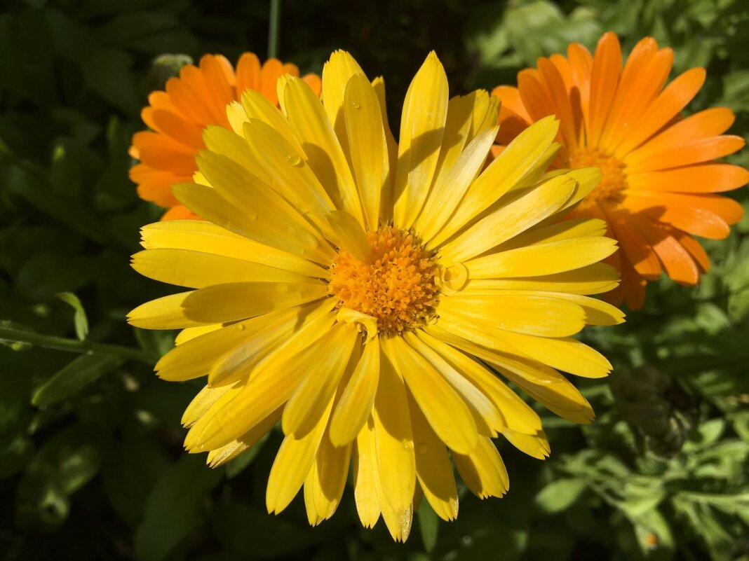 "затмила красотой своей" - Olga Oskolkova