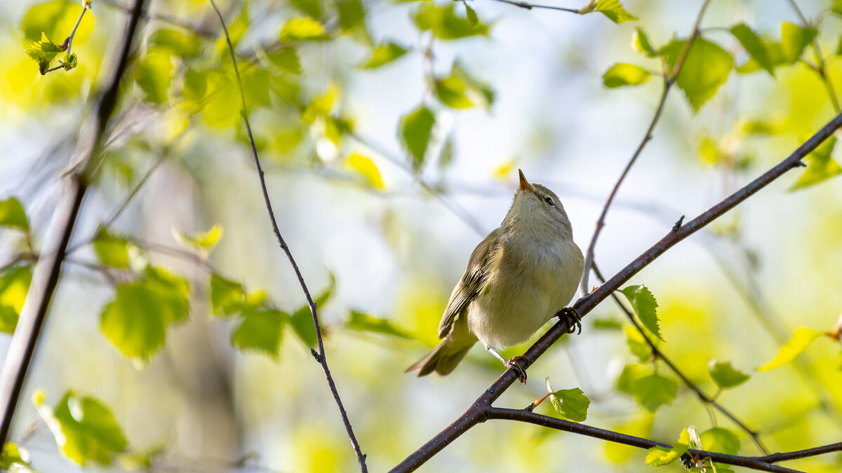 Пеночка. Весеннее настроение. - Владимир Лазарев