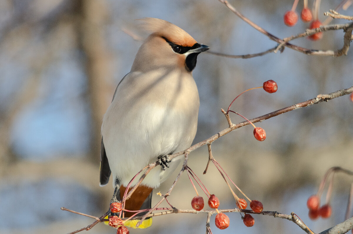 Свиристель - Виктор Иванович Чернюк