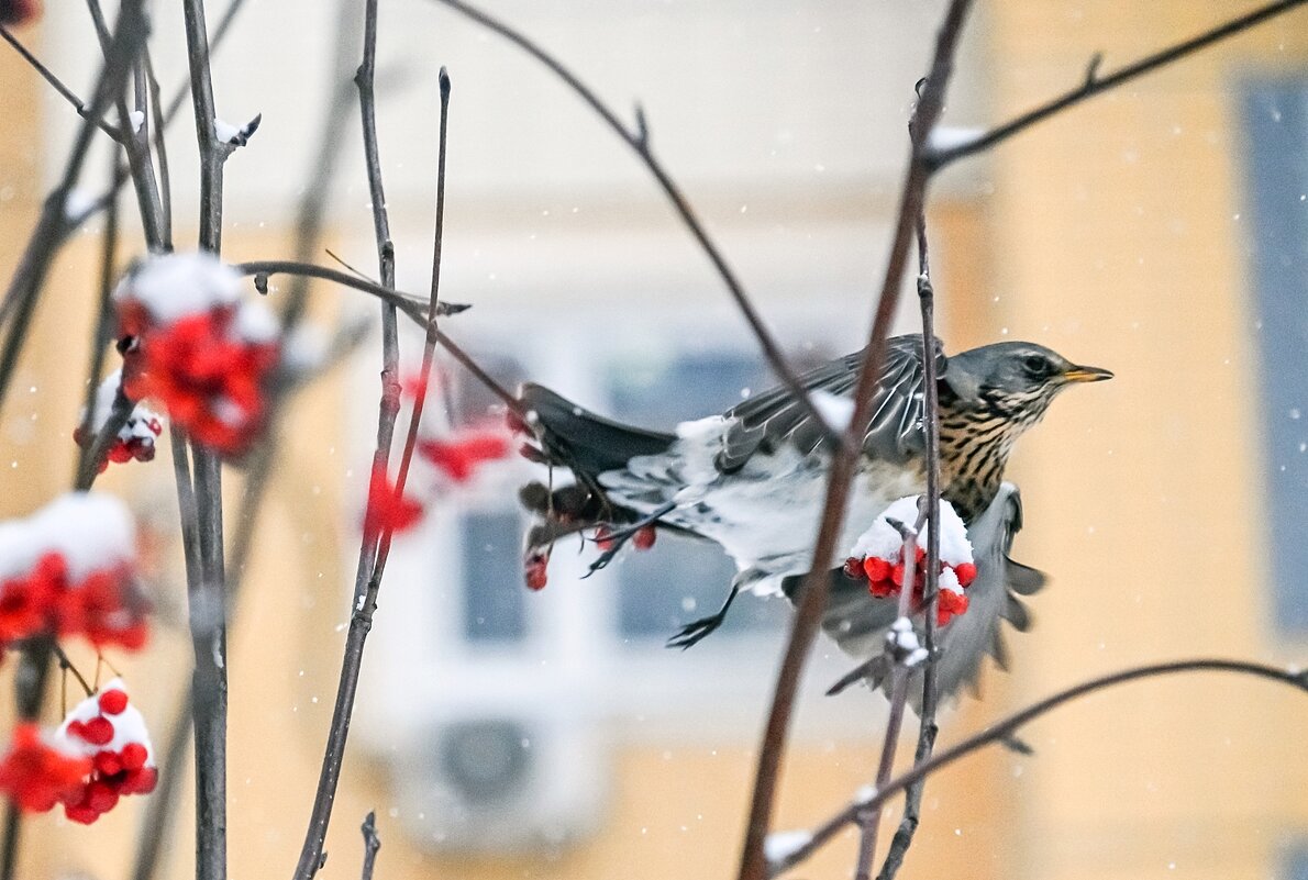 Стартанул - Валерий Иванович