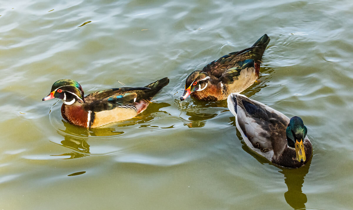 Каролинка - SanSan 