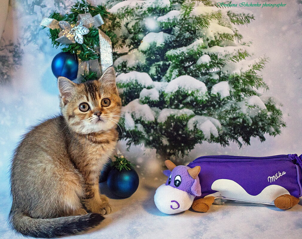 ... - Светлана Ищенко