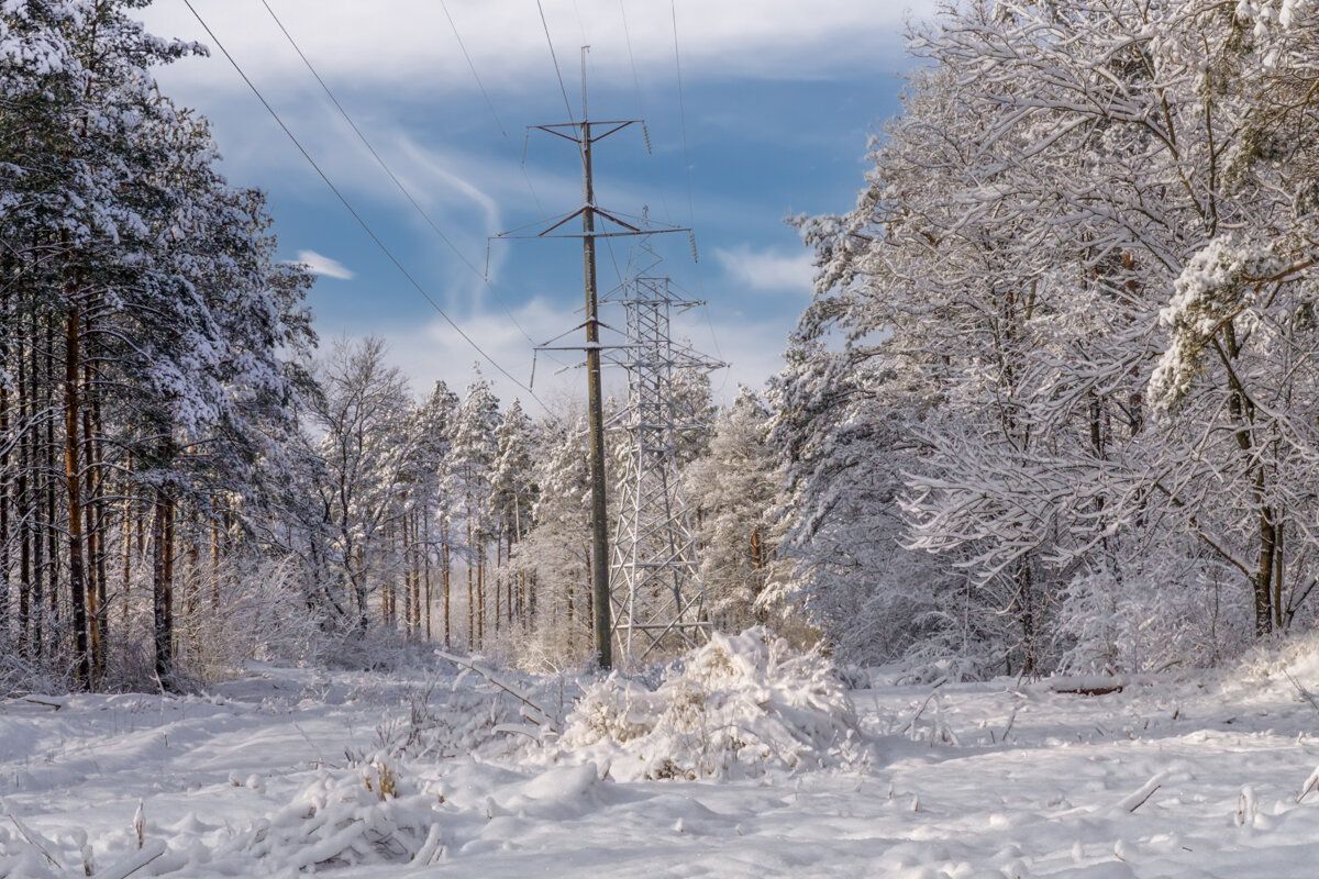 Зимний лес - Игорь Сикорский