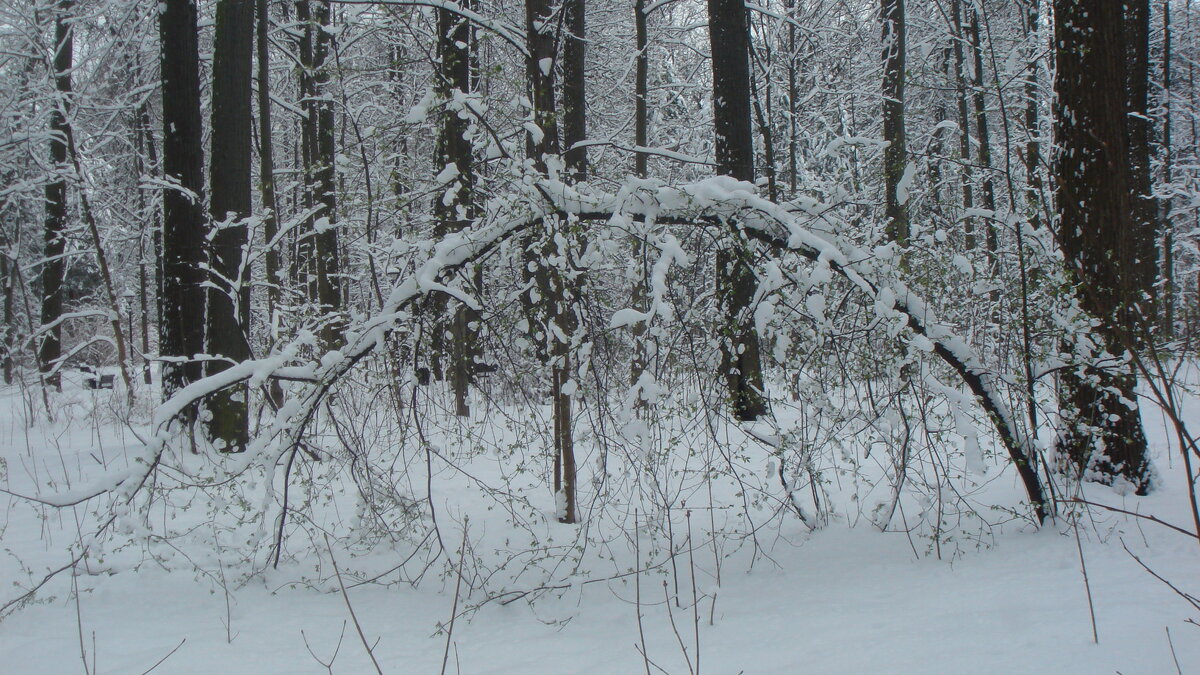 Тяжела ты, шапка...) - Галина 