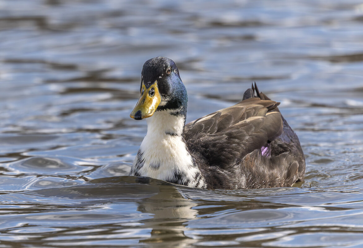 декоративная утка - юрий макаров