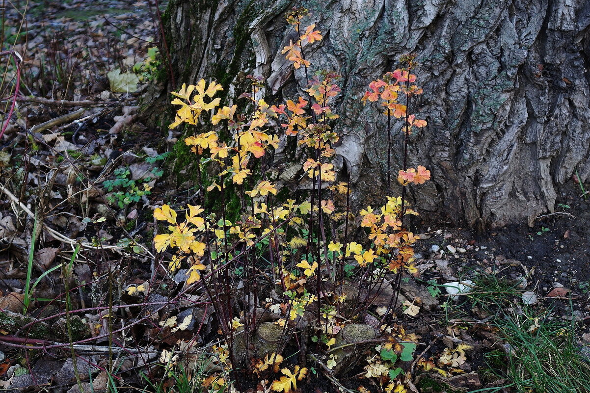 Декабрьские этюды - Рита Симонова