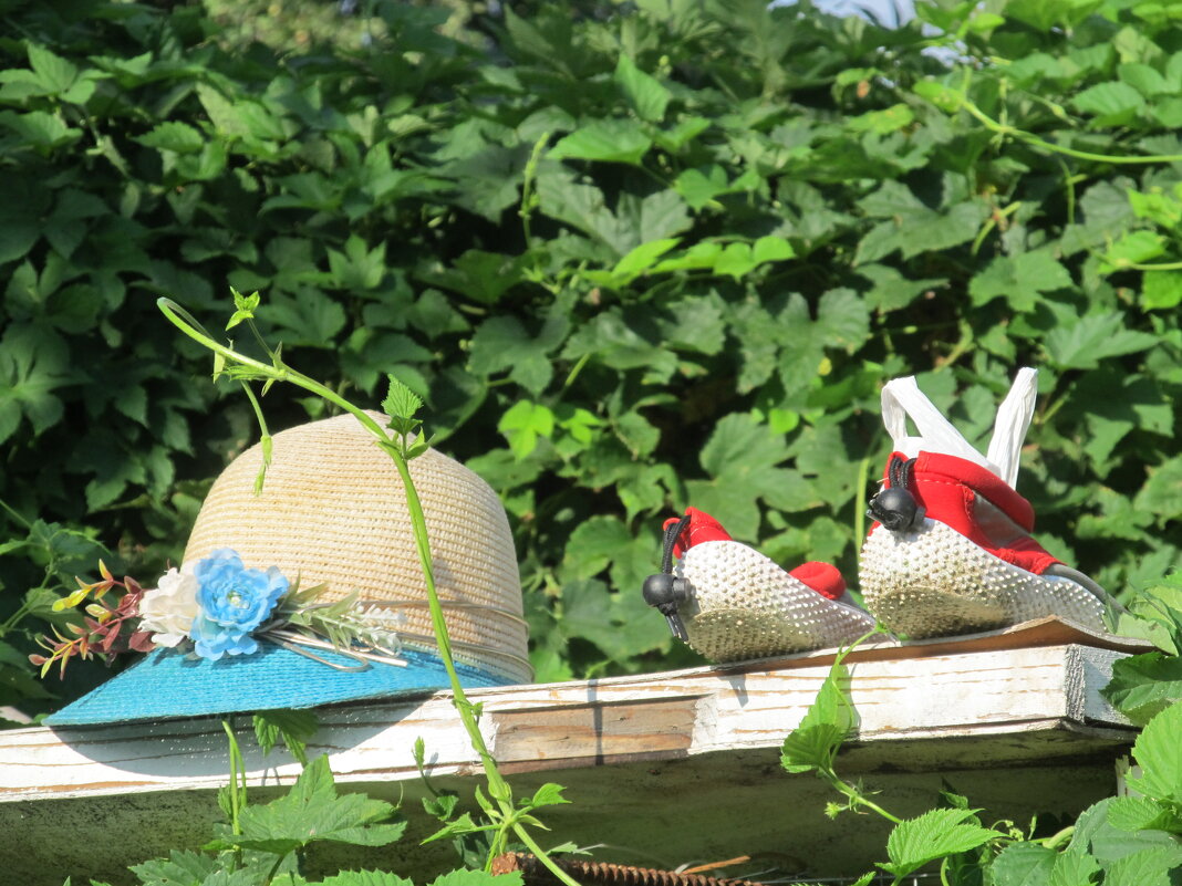 июльская дачная зарисовка - Елена Шаламова