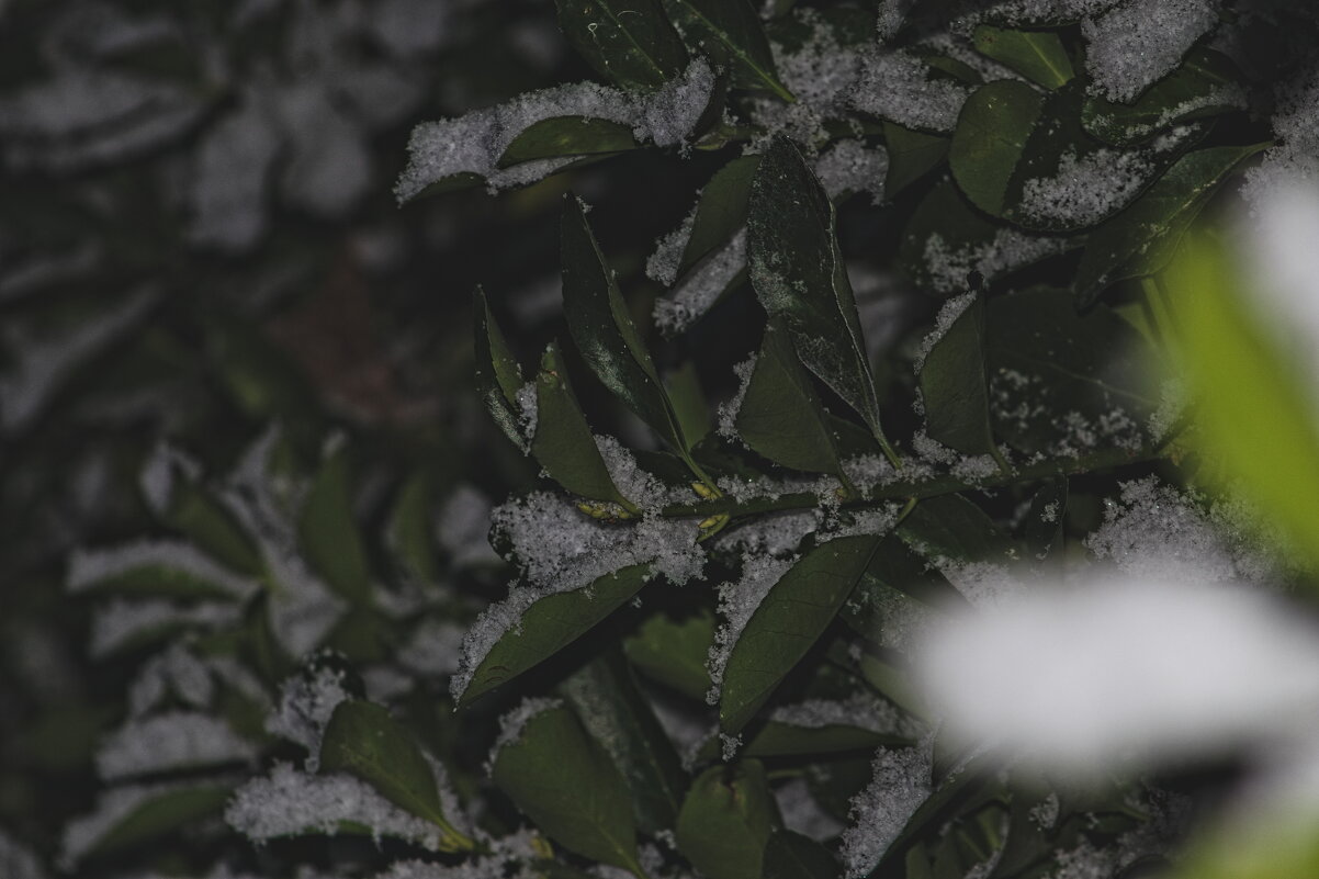 Куст в снегу - Giant Tao /