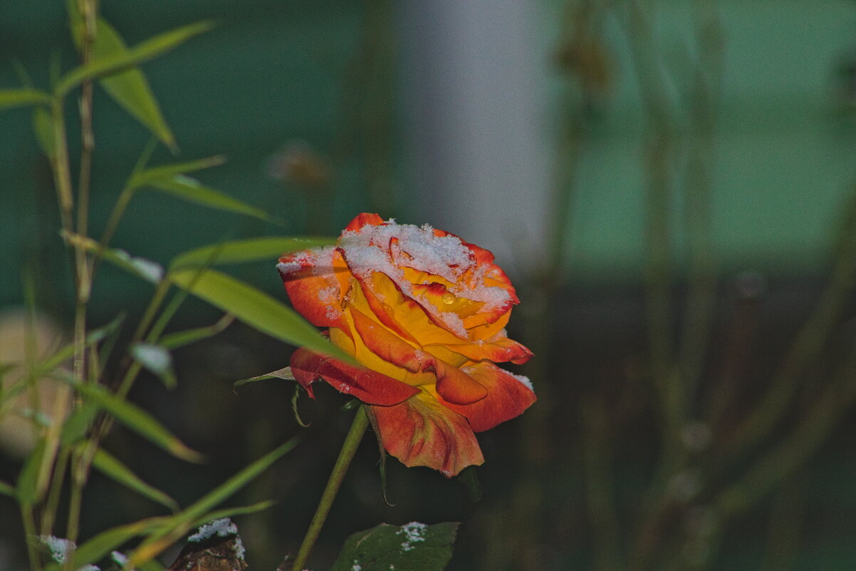 Роза в снегу. - Giant Tao /