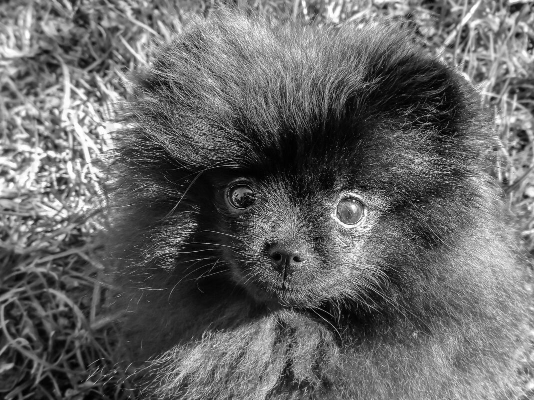 Шерстяной комочек - Игорь Викторов