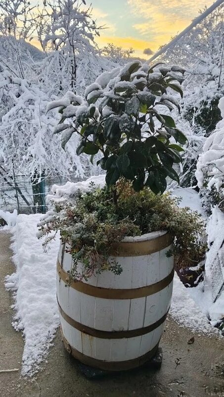 НОВОГОДНИЙ СОЧИ. - Tata Wolf