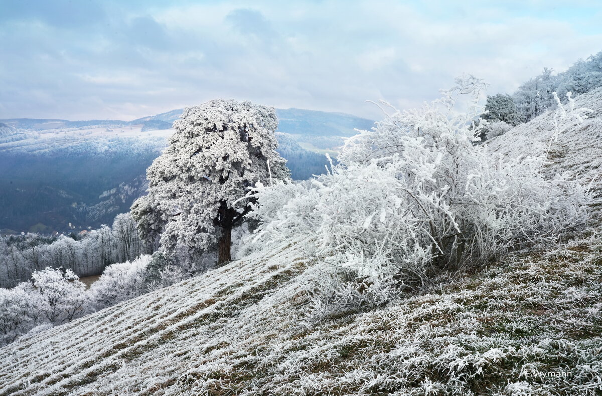 winter view - Elena Wymann
