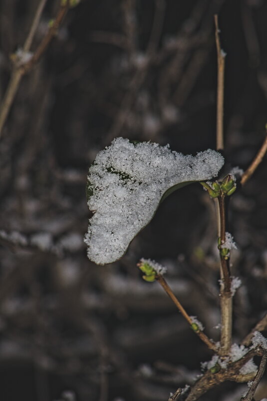 На листе сирени - Giant Tao /