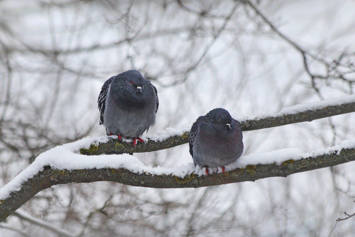 Посидим, подумаем. - Татьяна Бравая