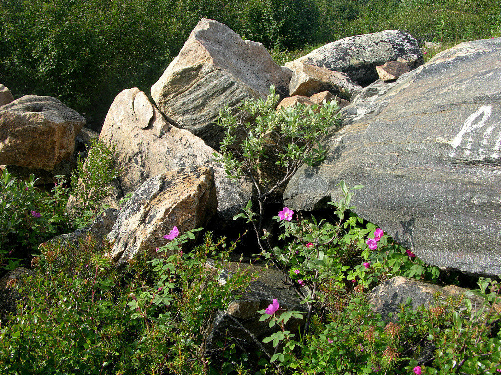 ЯМАЛ - Tata Wolf