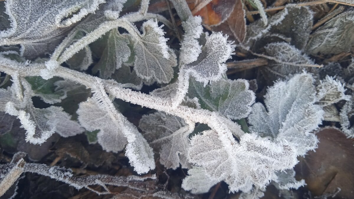 такой разный ноябрь - Елена Шаламова