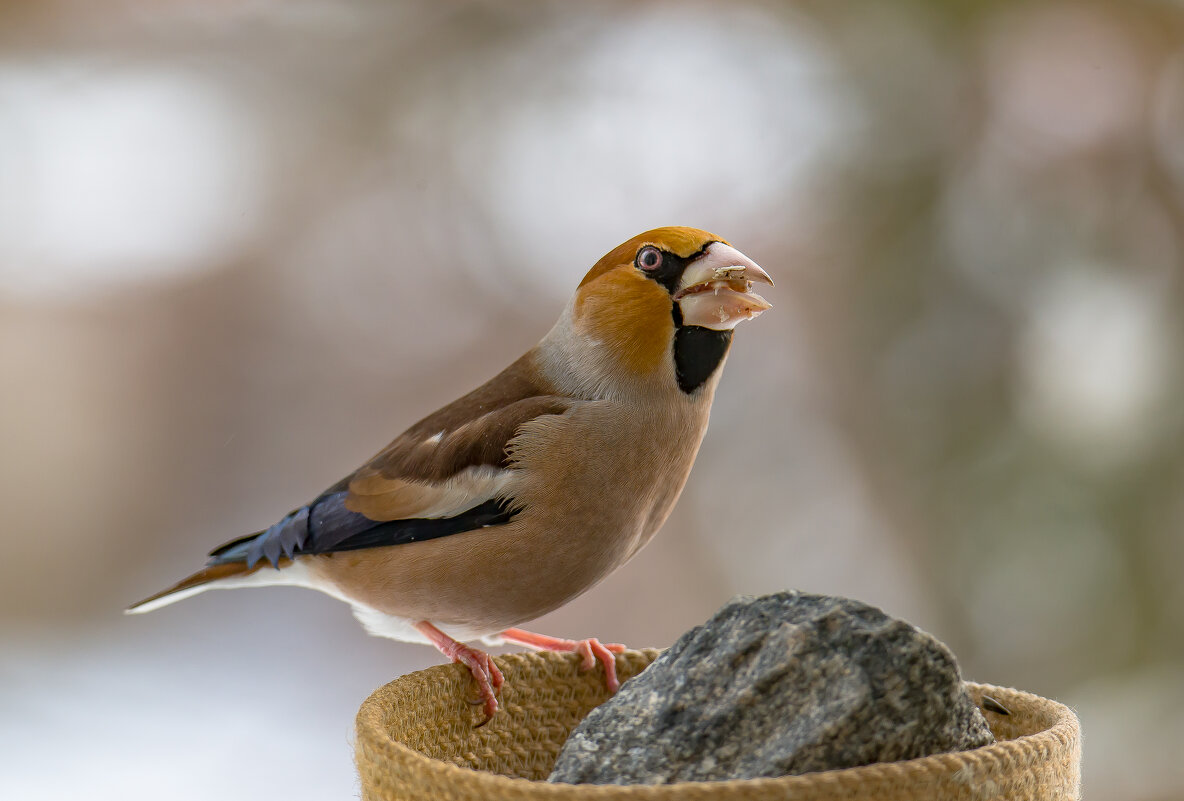 Дубонос прилетел. - Sergey (Apg)