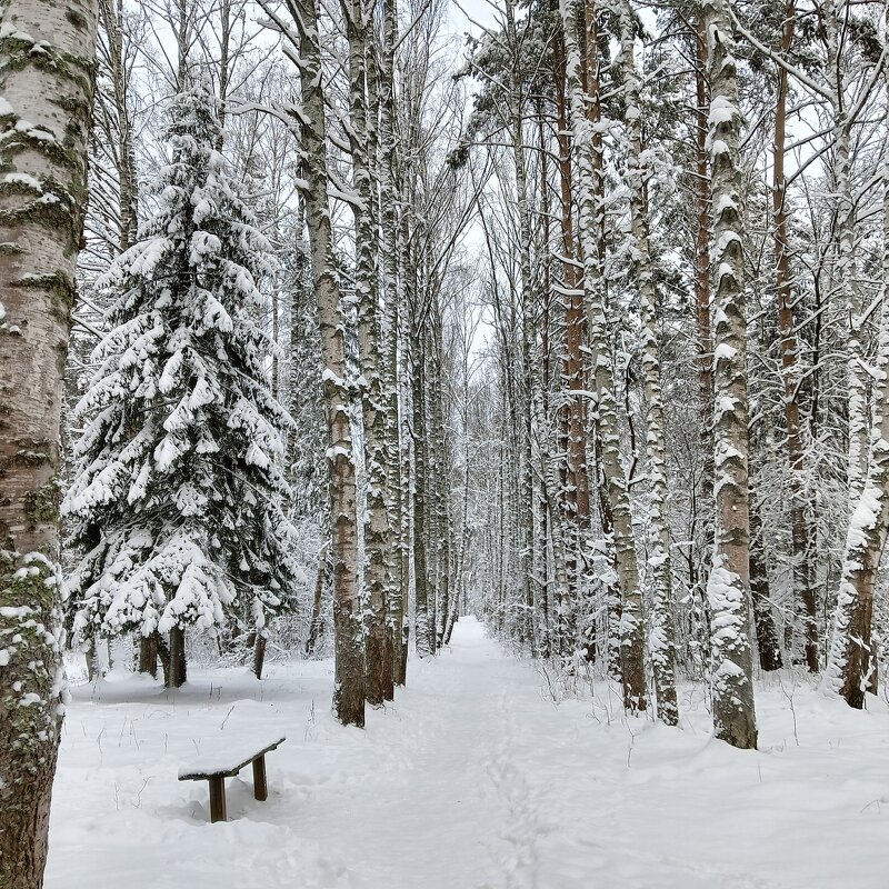 зимняя аллея и парке - Владимир 