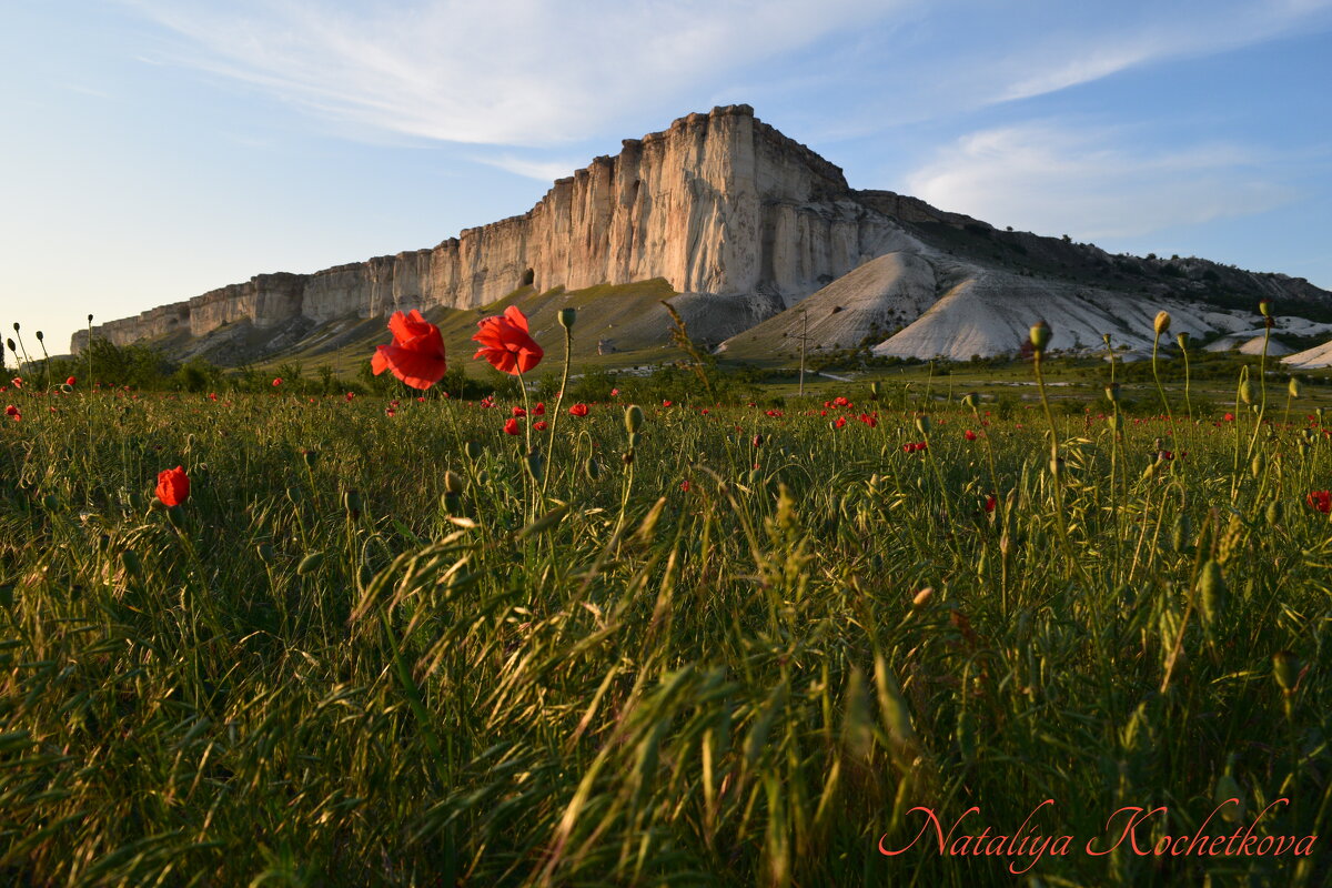 Природа Крыма - Amazing Cosmea