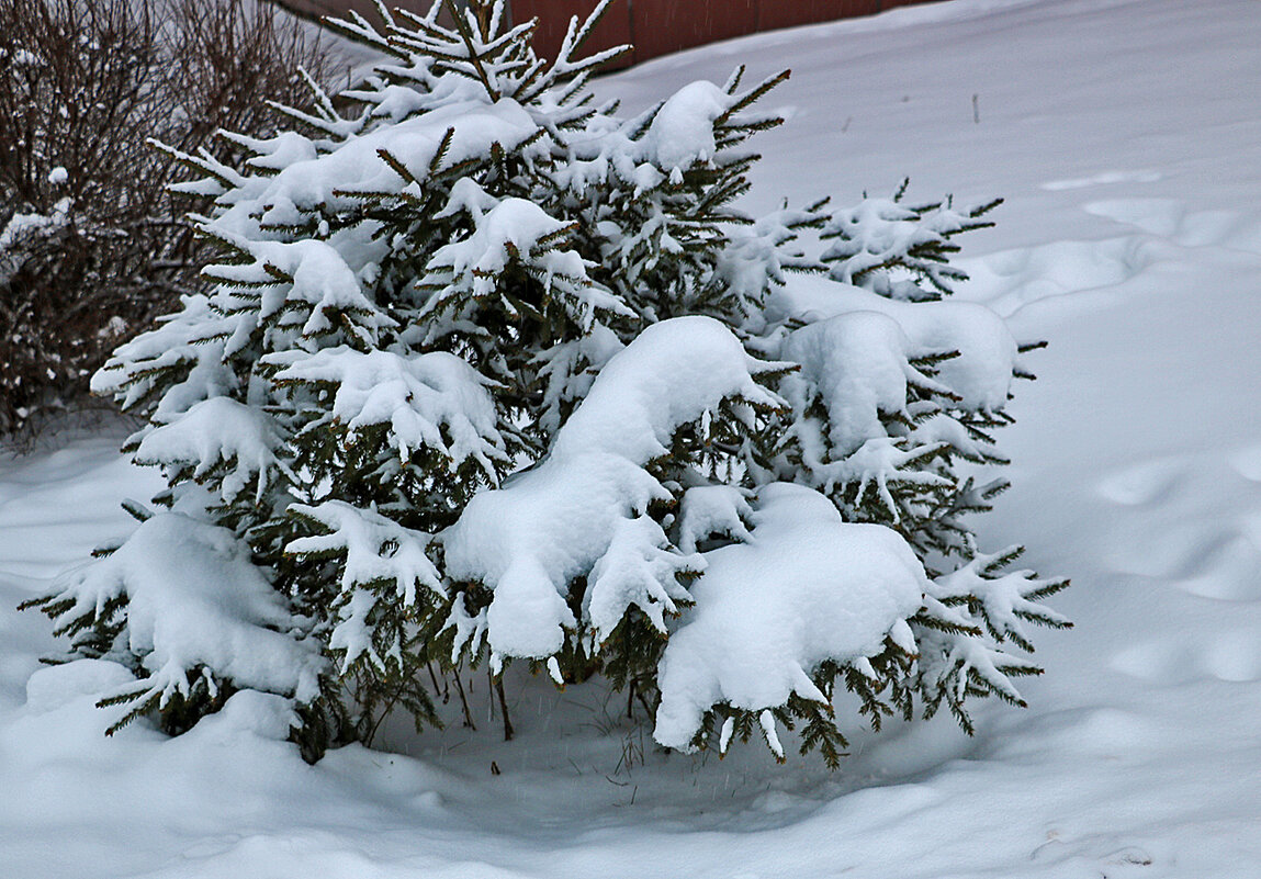 Маленькой ёлочке холодно зимой... - Светлана Маленькой ёлочке холодно зимой... - Светлана