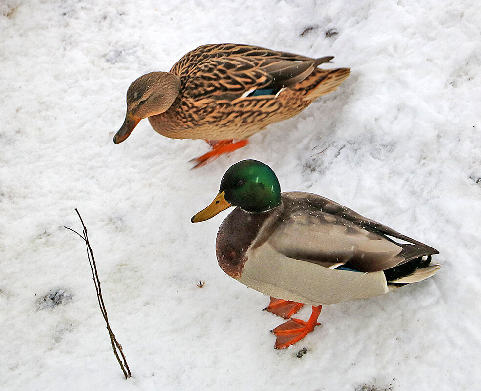 Зимние уточки, семейная пара - Светлана Зимние уточки, семейная пара - Светлана
