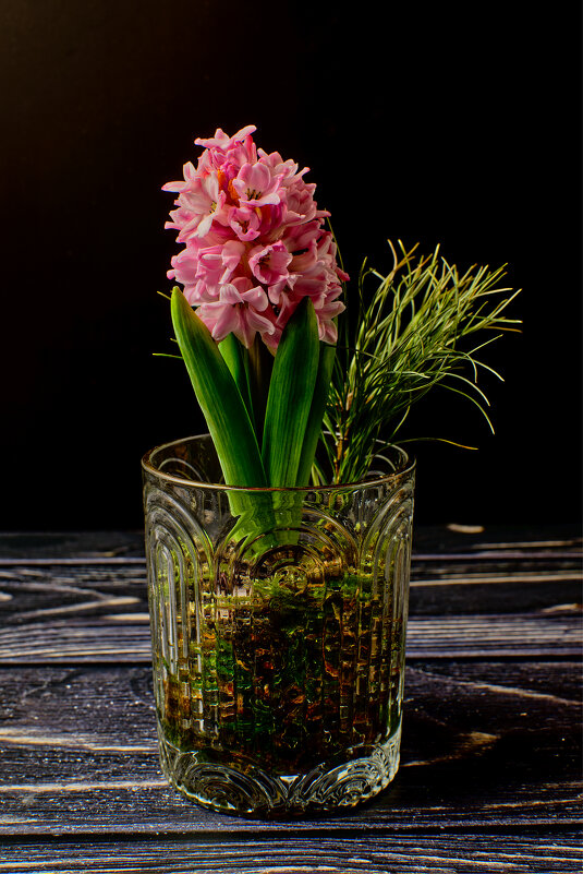 (°-°) - Jakob Dick