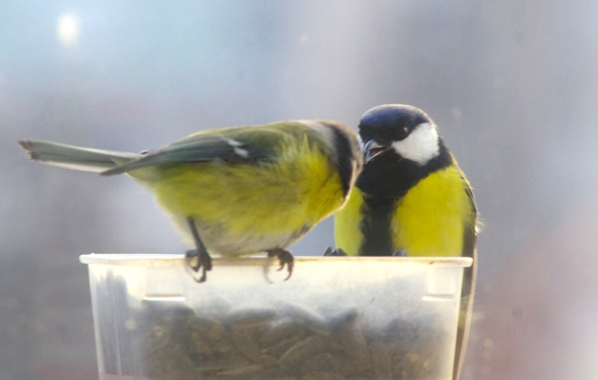 Птичьи дела... - Юрий Куликов