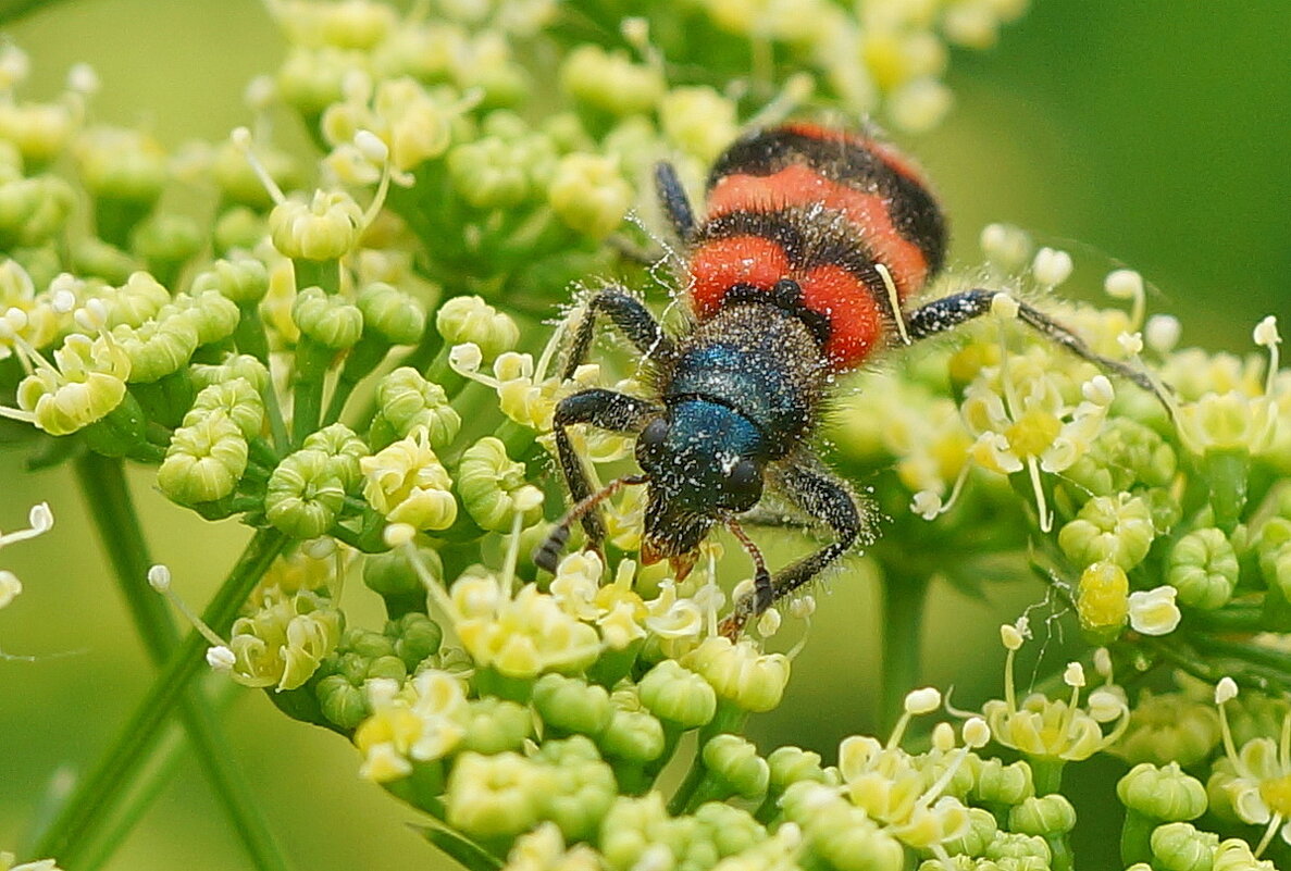 Пестряк пчелиный... - Николай Саржанов Пестряк пчелиный... - Николай Саржанов