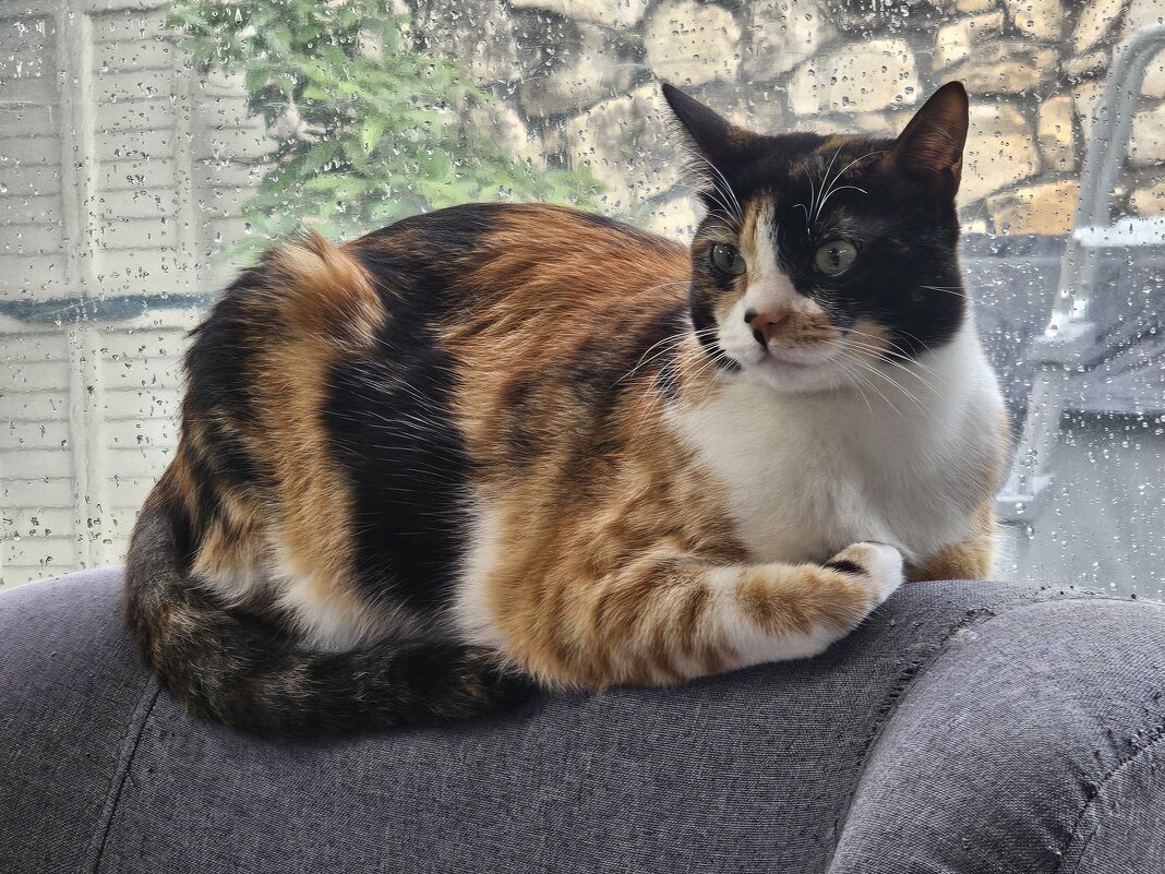 красотка - Аркадий Басович