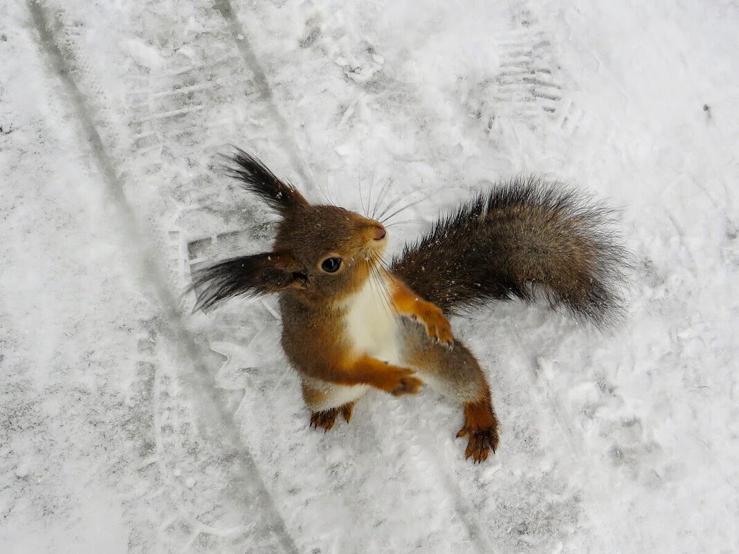 Дайте орешек скорее - Лариса С.