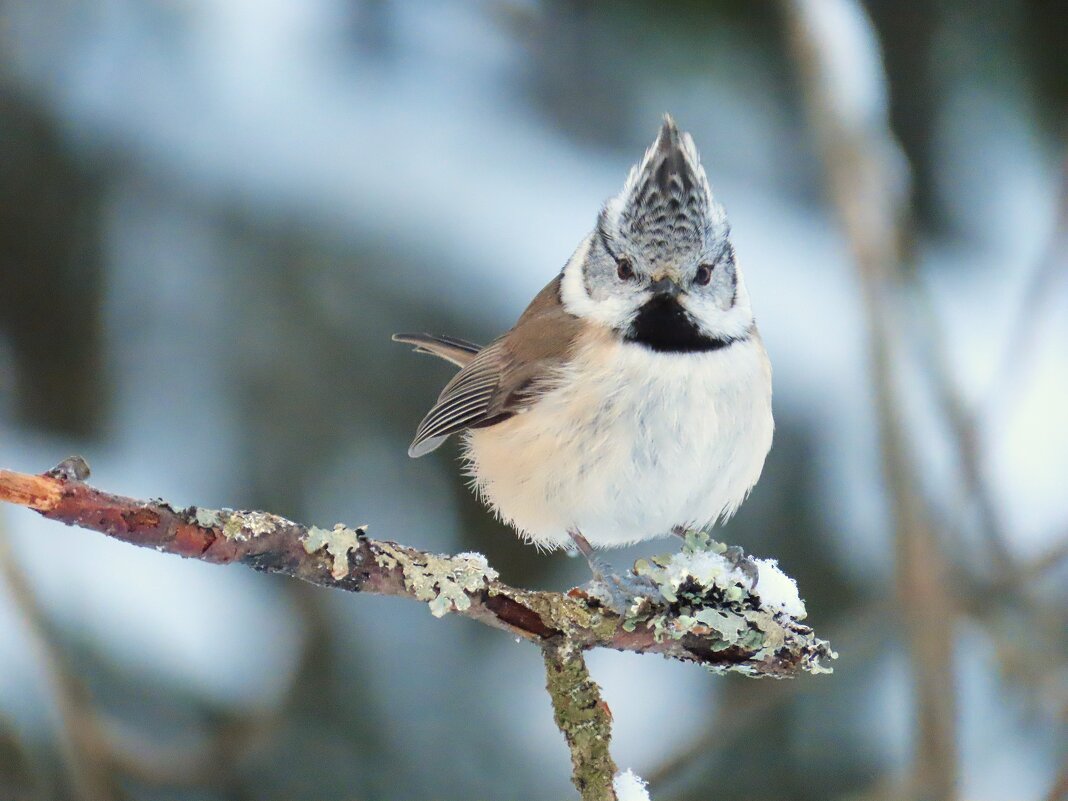 Гренадер - Ольга Митрофанова