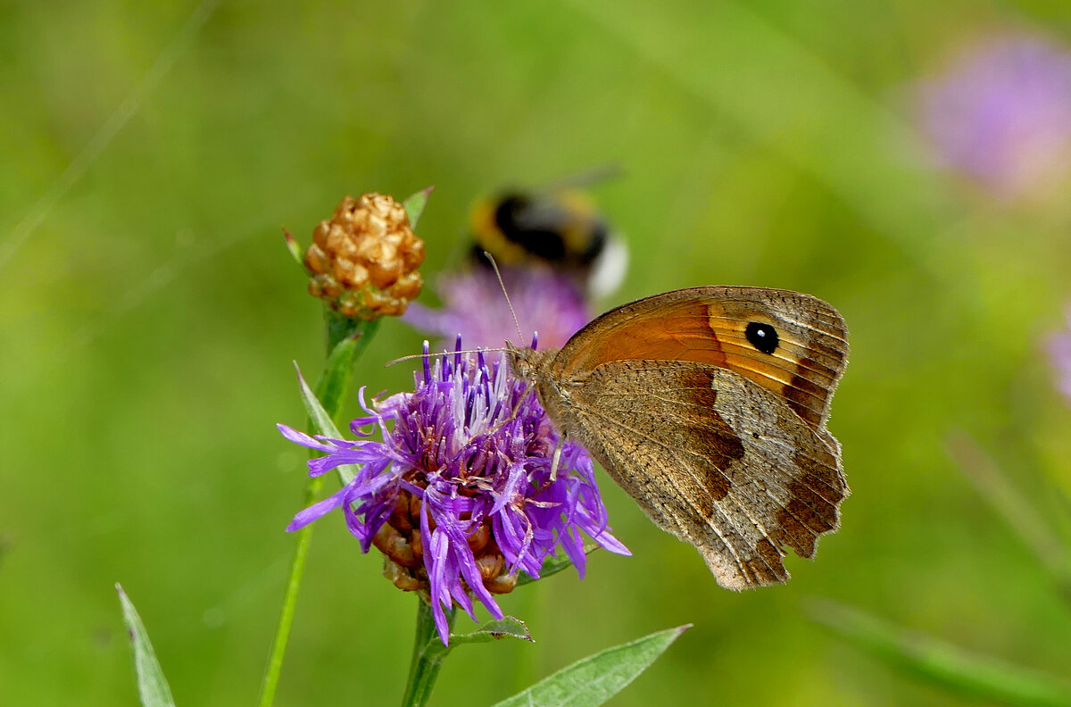 опять про бабочек...261  С Новым Годом! - Александр Прокудин