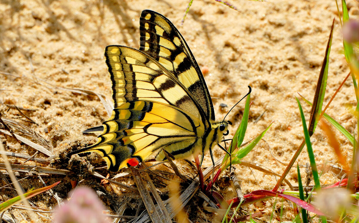опять про бабочек...264 С Новым Годом! - Александр Прокудин