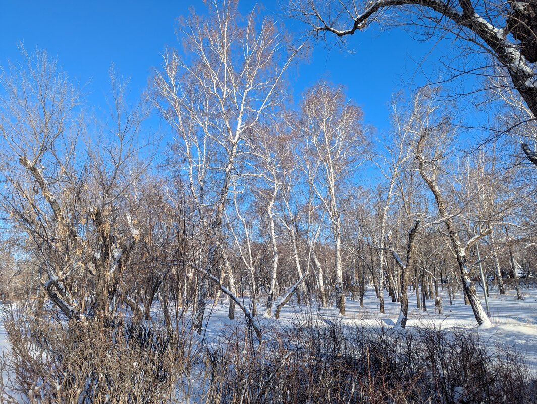 Зимний день - Андрей Хлопонин