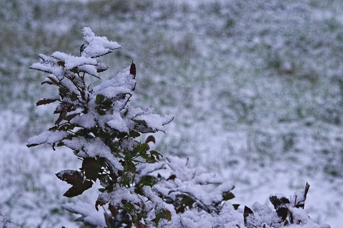 Куст в снегу - Giant Tao /