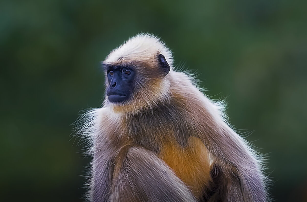 Белоголовый лангур. - Aleksey Afonin