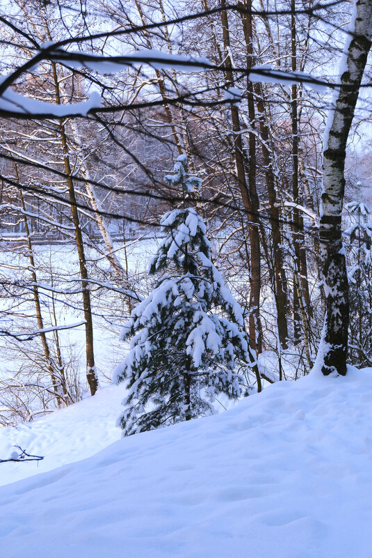 Ёлочка - Dar(k) Life