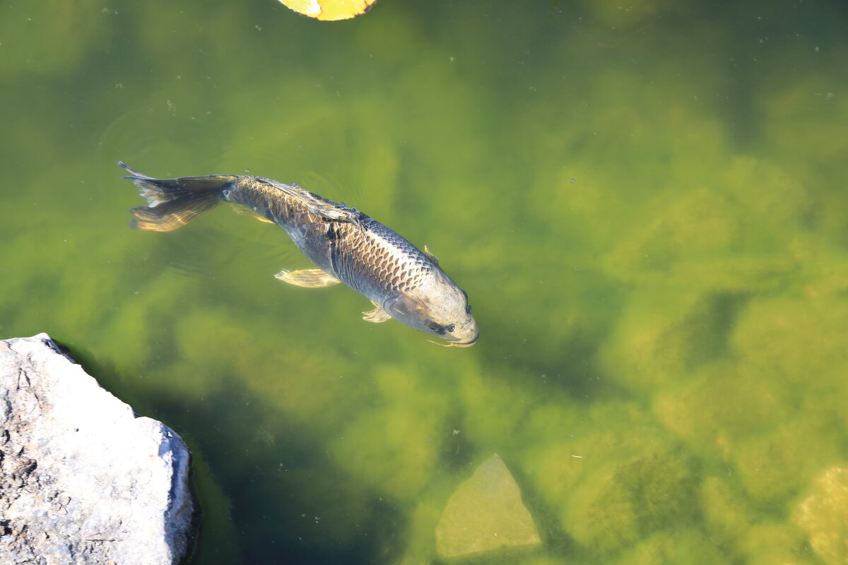 Серый кардинал - Леонид 