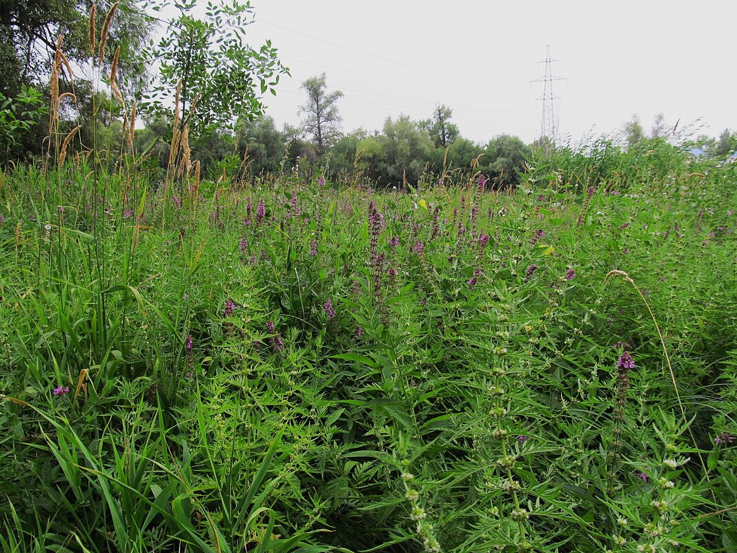 за городом - Елена Шаламова