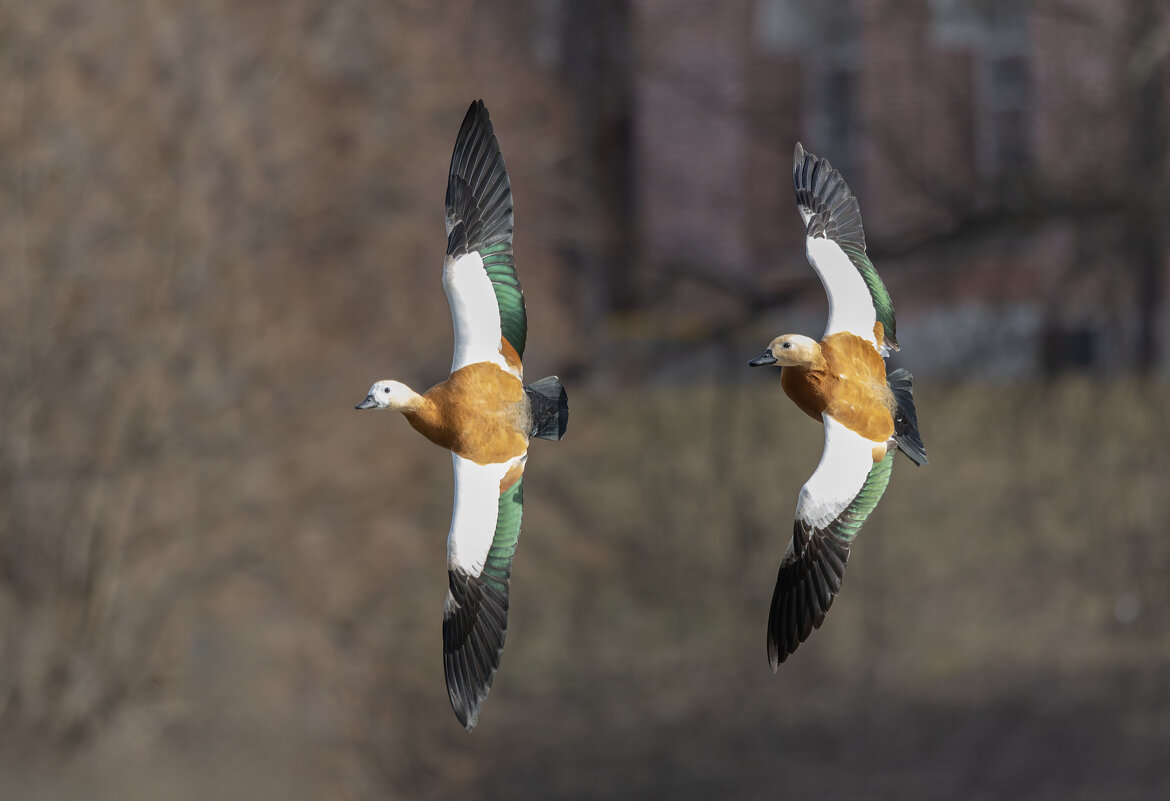огари в полете. - юрий макаров