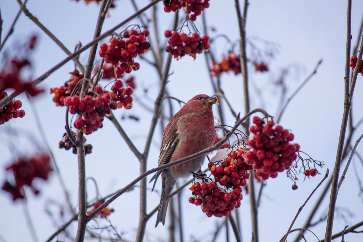 Щур обыкновенный , самец. - Артём Орлов Щур обыкновенный , самец. - Артём Орлов