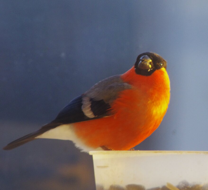 Вчерашний снегирь... - Юрий Куликов