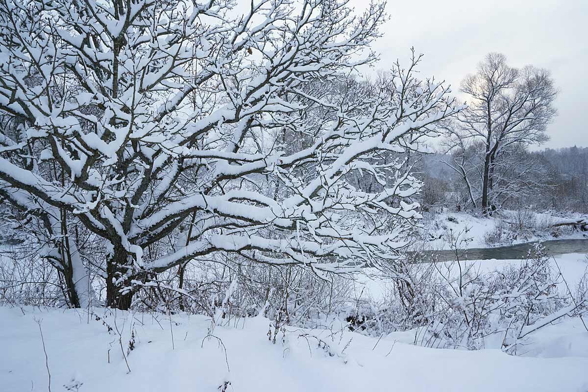 Дубовый пейзаж - Сергей Курников Дубовый пейзаж - Сергей Курников