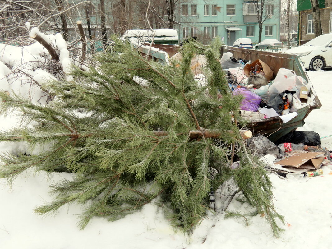 Вот и пришла пора соснопада... - Егор Бабанов